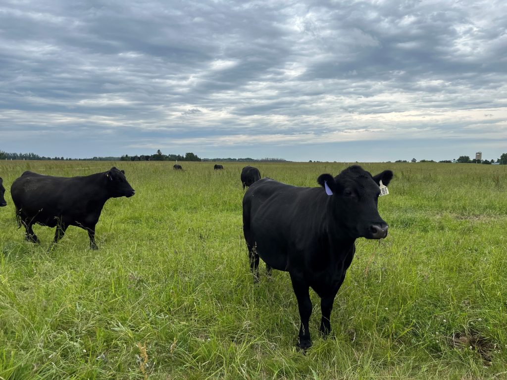 Cows in fields 