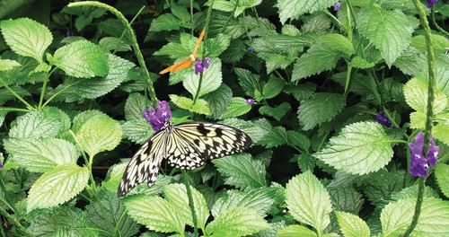 Photo of butterfly.