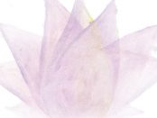 Illustration of a lotus flower